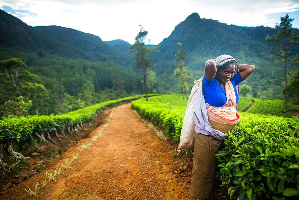 Tea picker, Haputale, Sri Lanka, Asia