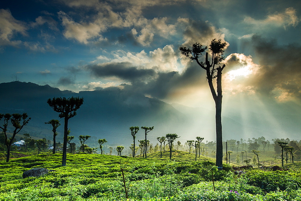 Tea Plantation, Haputale, Badulla District, Uva Province, Sri Lanka, Asia