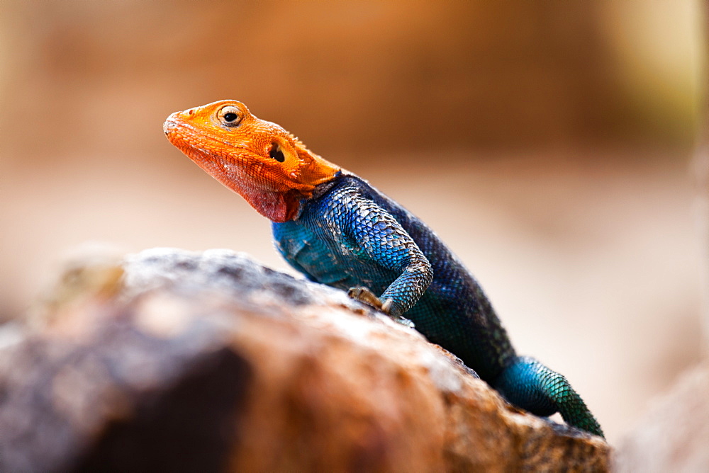 Kenyan rock agama lizard (Agama lionotus), Kenya, East Africa, Africa