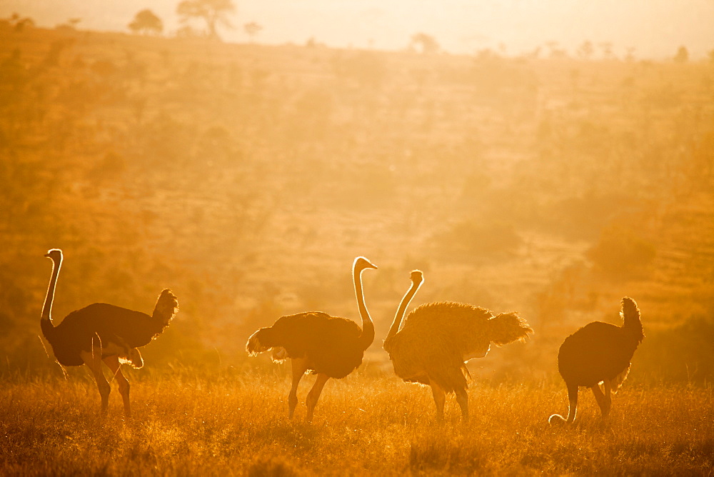 Ostriches (Struthio camelus) at sunset, Kenya, East Africa, Africa