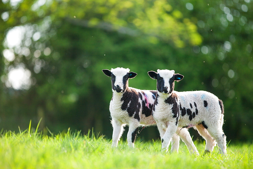 Spring lambs, Dorset, England, United Kingdom, Europe