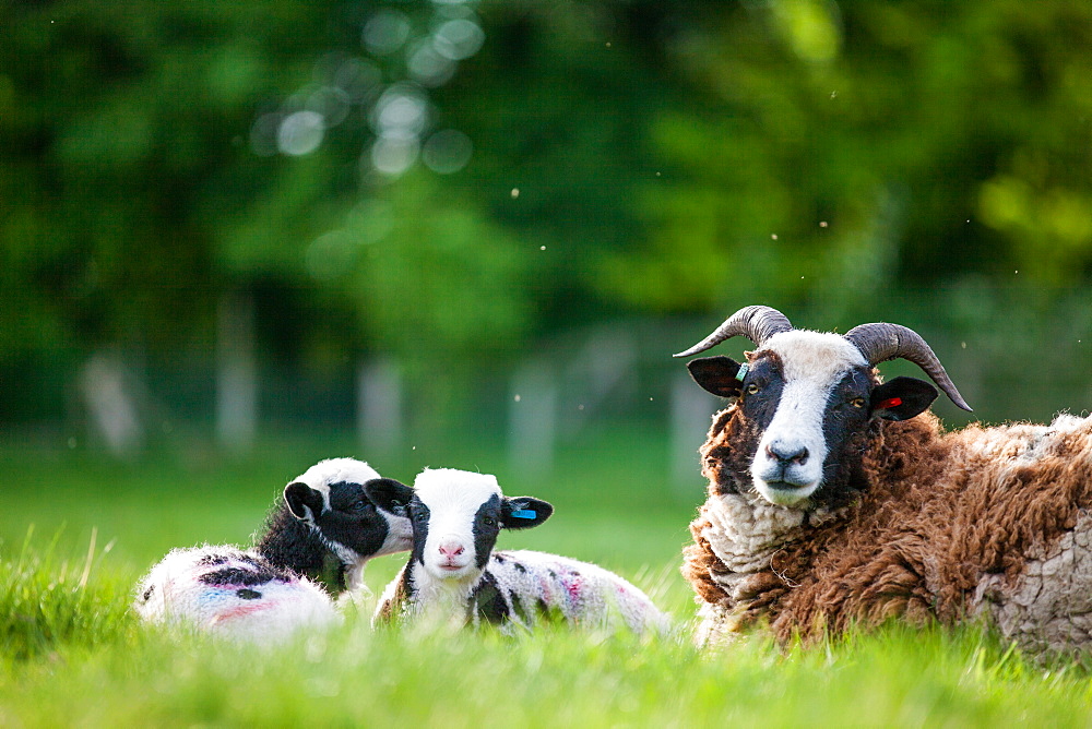 Spring lambs, Dorset, England, United Kingdom, Europe