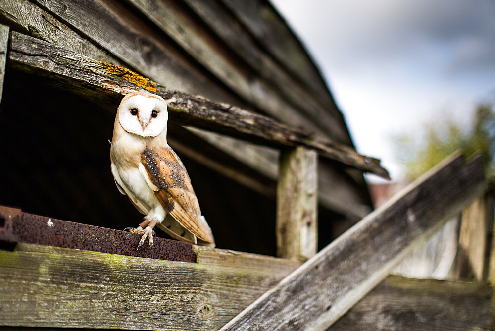 Barn owl (Tyto alba), Wheatley, Oxfordshire, England, United Kingdom, Europe