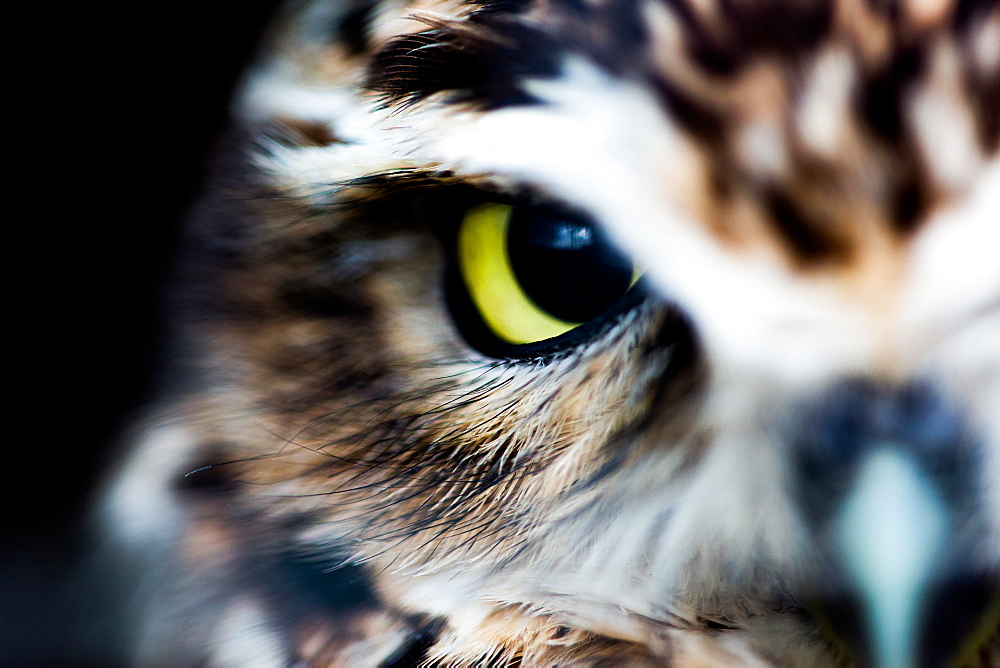 Little owl (Athene noctua), Wheatley, Oxfordshire, England, United Kingdom, Europe