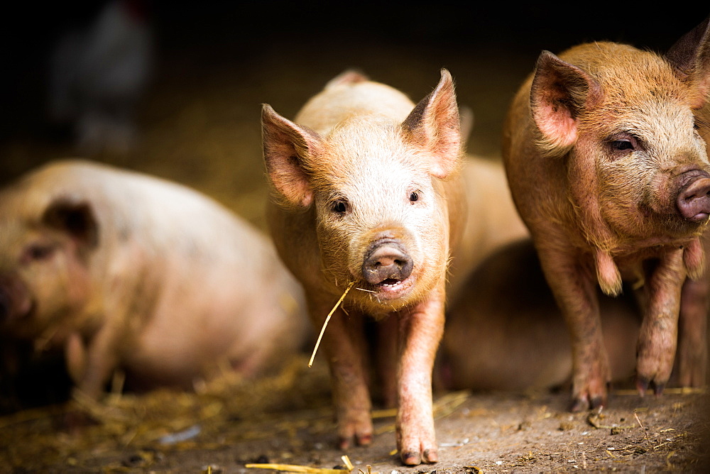 Piglet, Hertfordshire, England, United Kingdom, Europe