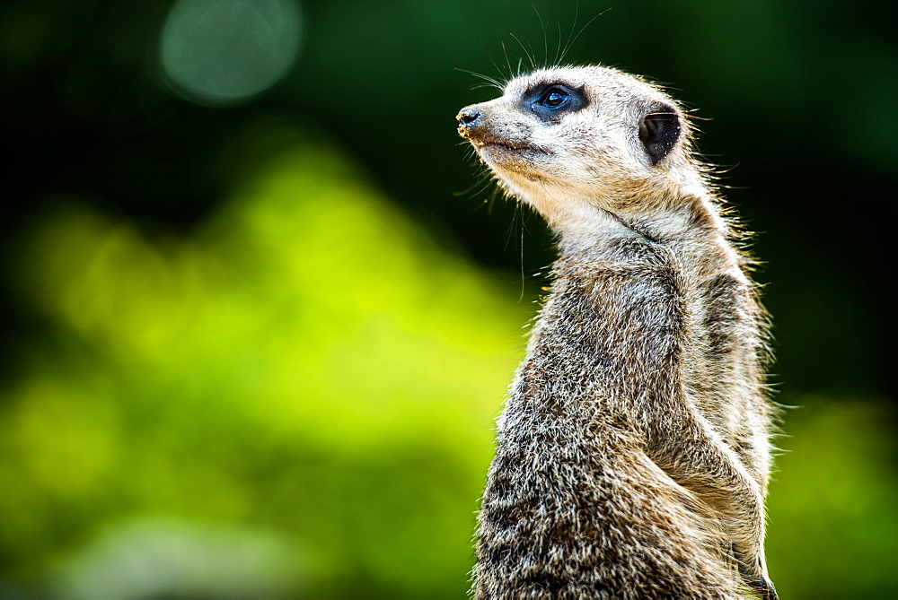 Meerkat (Suricata suricatta), in captivity, United Kingdom, Europe