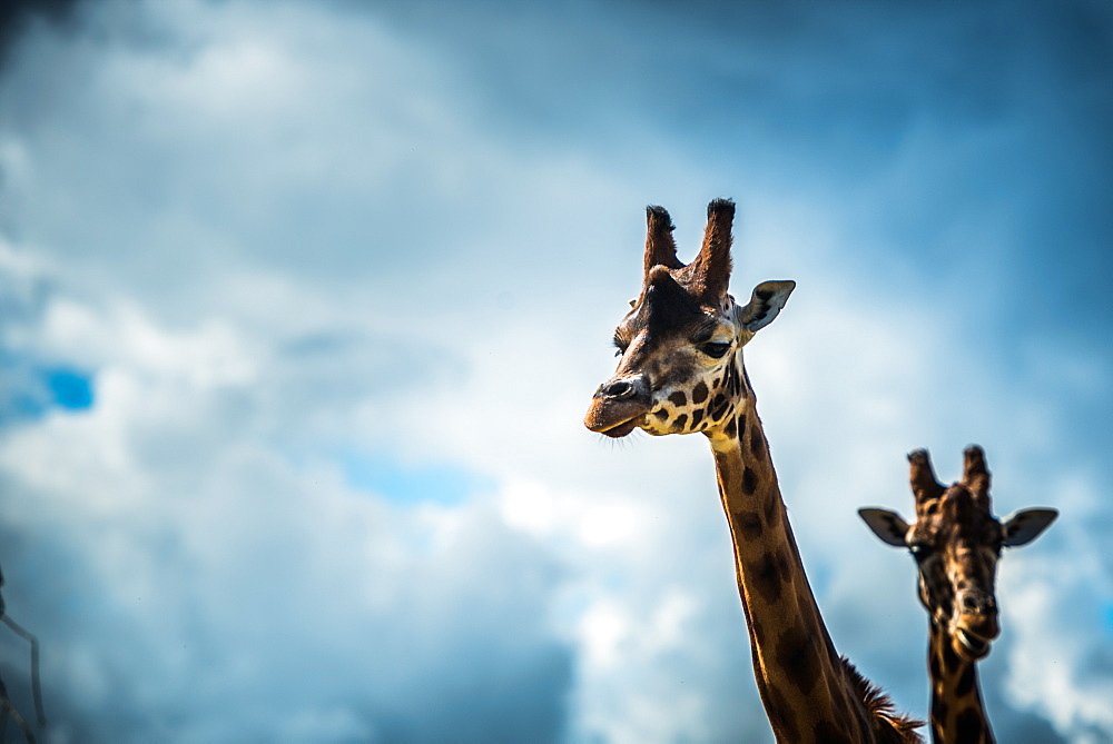 Girraffe (Giraffa camelopardalis) in captivity, United Kingdom, Europe