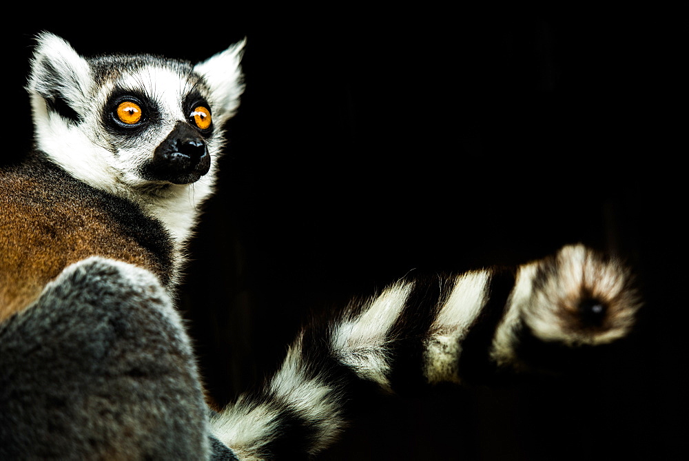 Lemur (Lemuroidea), United Kingdom, Europe