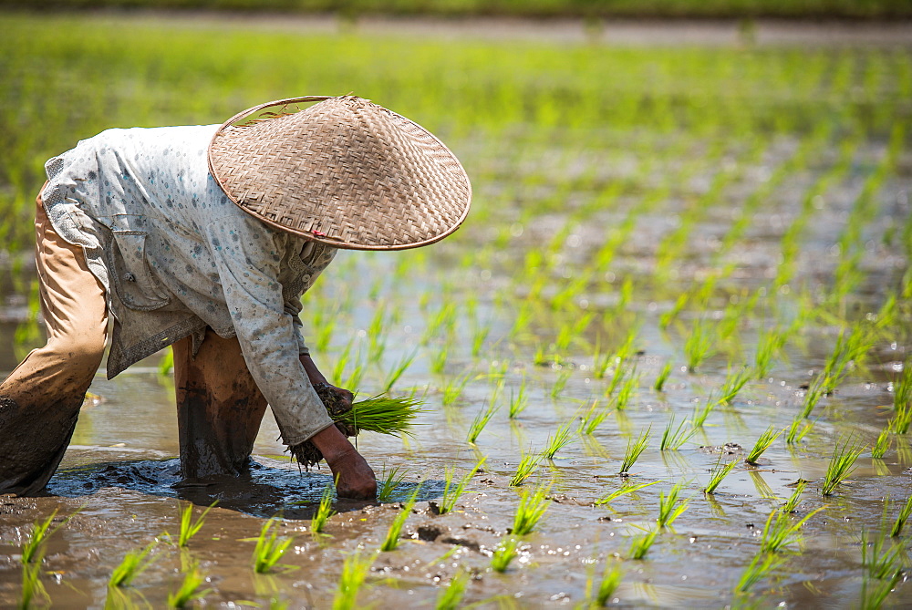 workerin a Padi field, Sumatra, Indonesia, Southeast Asia