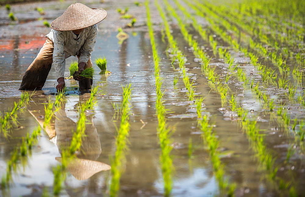 workers in Padi Field, Sumatra, Indonesia, Southeast Asia