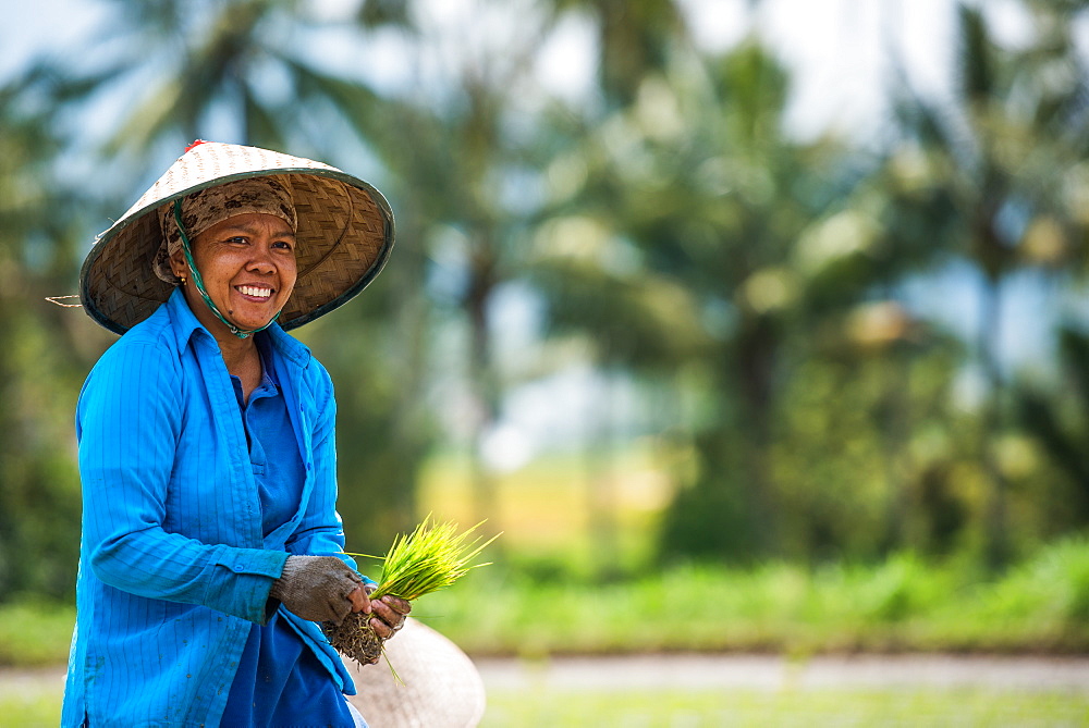 Woman working in a Padi Field, Sumatra, Indonesia, Southeast Asia