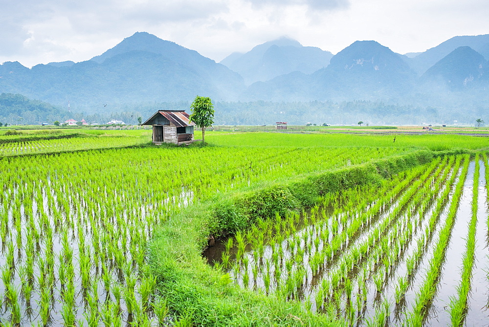 Small hut in the middle of Padi field in Sumatra, Indonesia, Southeast Asia