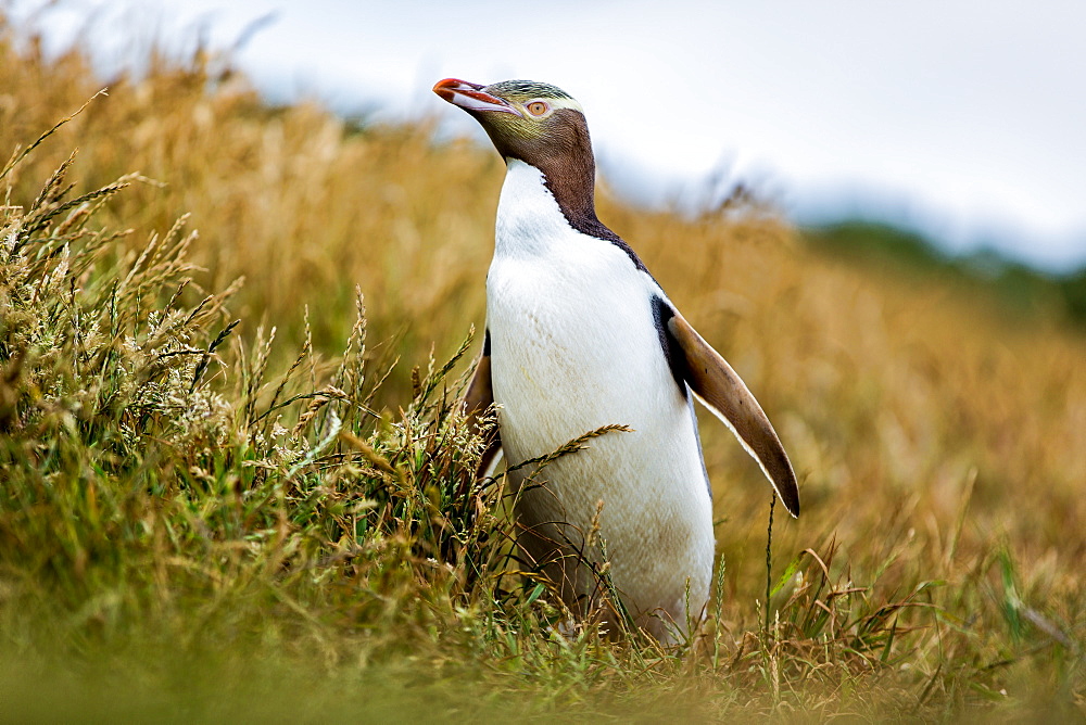 Yellow-eyed penguin (Megadyptes antipodes), Katiki Point, Moeraki Penninsula, Otago, South Island, New Zealand, Pacific