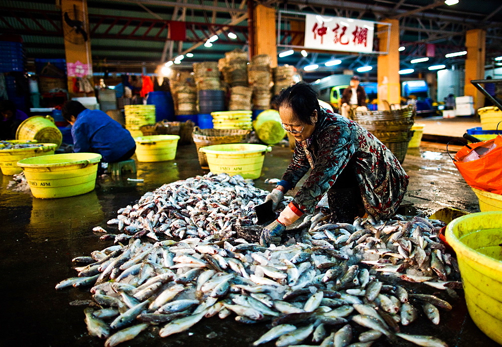 Aberdeen Fish Market, Hong Kong, China, Asia