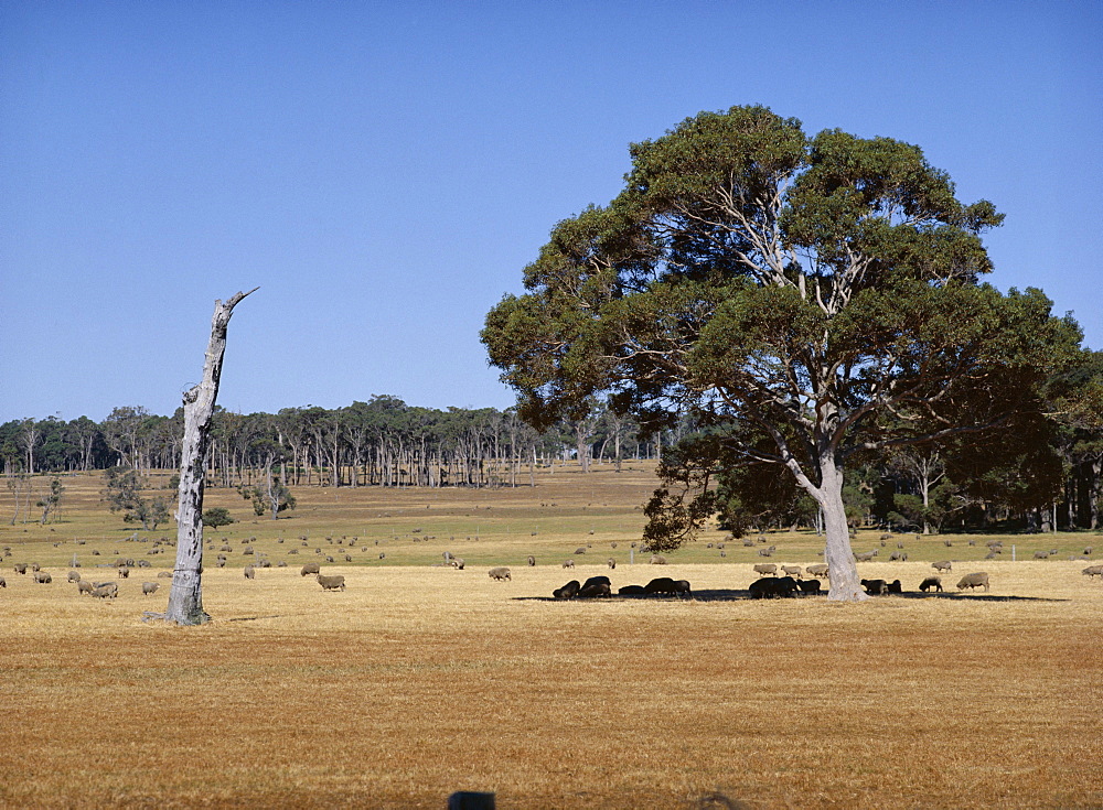 Sheep in the shade of jarrah tree and dead karri trunk, near Margaret River, Western Australia, Australia, Pacific