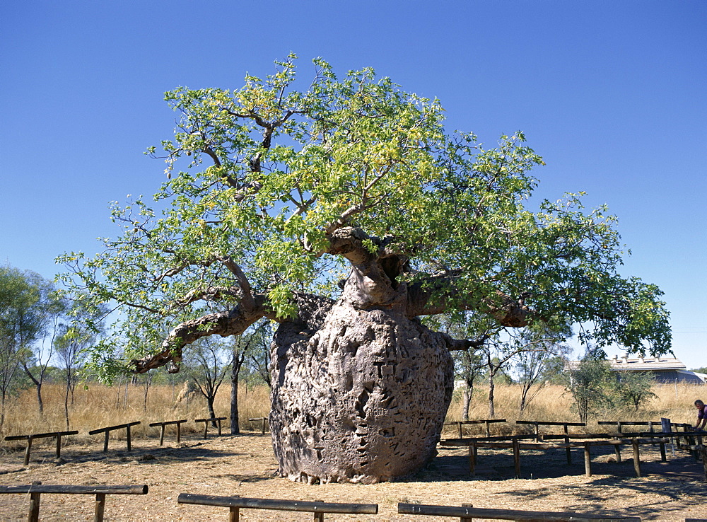 Old hollow boab tree, once used as aboriginal prison, outside Derby, Kimberley, Western Australia, Australia, Pacific