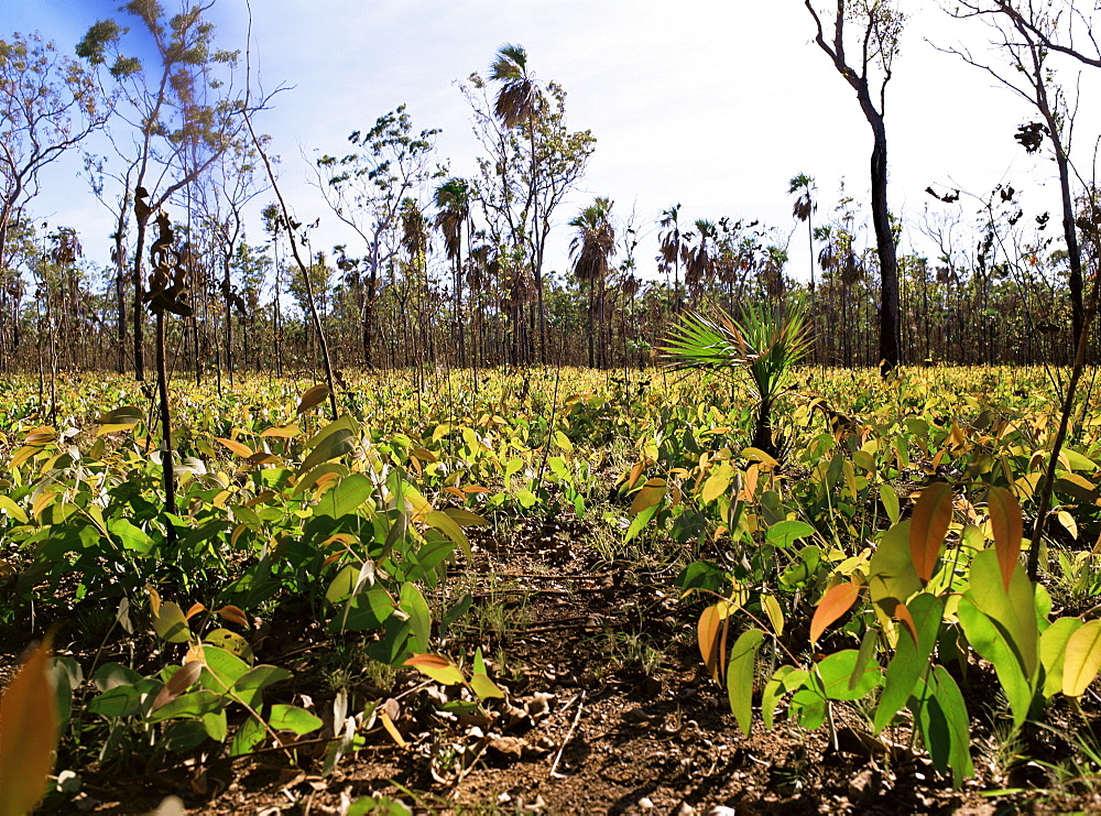 Re-growth of eucalyptus seedlings after bush fire, beside Mitchell Plateau Road, Kimberley, Western Australia, Australia, Pacific