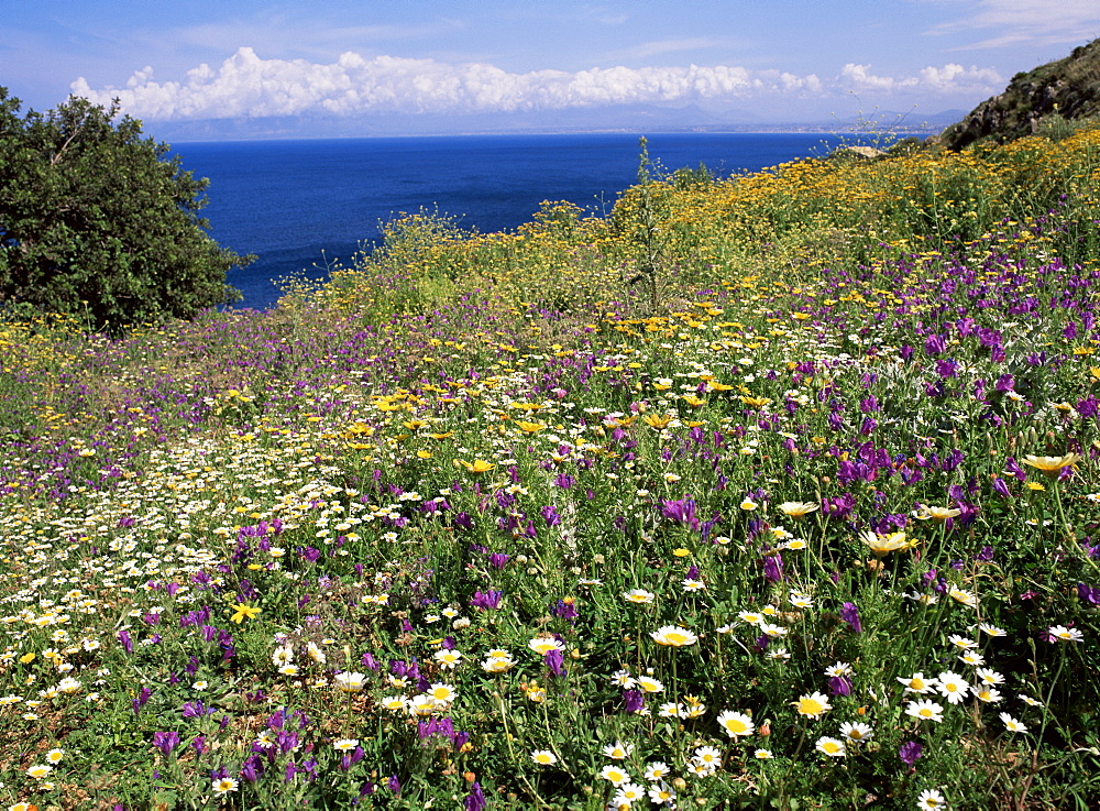 April spring flowers, Zingaro Nature Reserve, northwest area, island of Sicily, Italy, Mediterranean, Europe