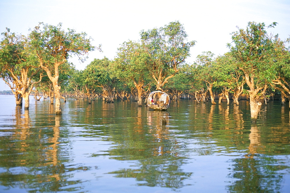 Mangroves at end of Lake Tonle Sap, near Siem Reap, Cambodia, Indochina, Southeast Asia, Asia