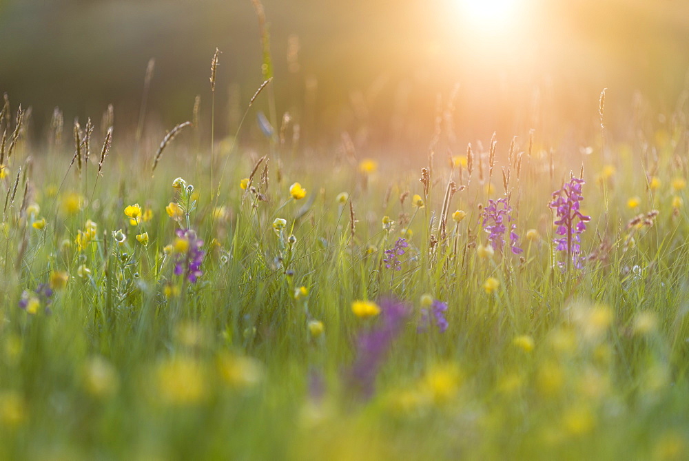 Green-winged orchid (Orchis morio) flowering in evening sunlight, Marden Meadow Nature Reserve, Kent, England, United Kingdom, Europe