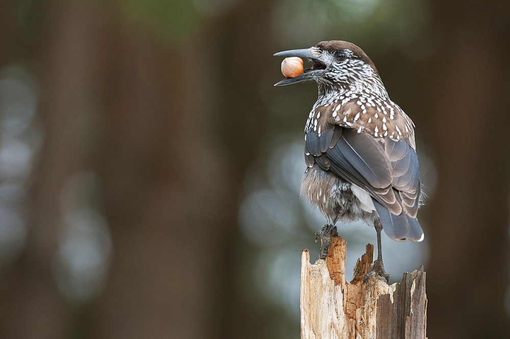 Spotted nutcracker (Nucifraga caryocatactes) adult, with hazelnut, Bialowieza, Poland, Europe