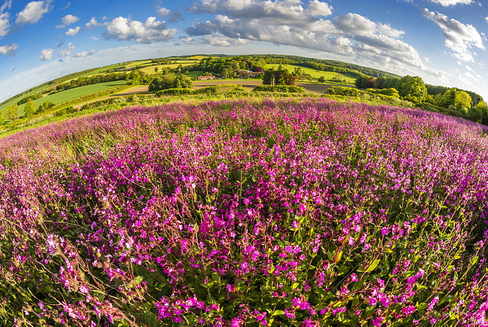 Red campion (Silene dioica) flowering mass, growing on arable farmland in May, evening sunlight, Kent, England, United Kingdom, Europe