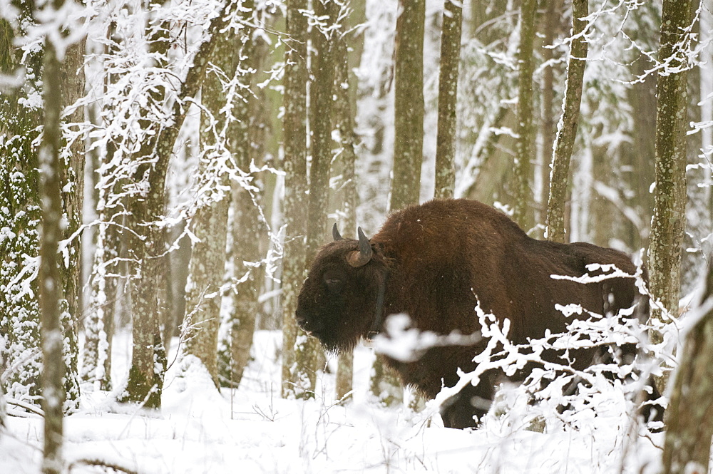 European bison (Bison bonasus) bull with radio tracking collar, standing in snow covered forest habitat in February, Bialowieza National Park, Podlaskie Voivodeship, Poland, Europe