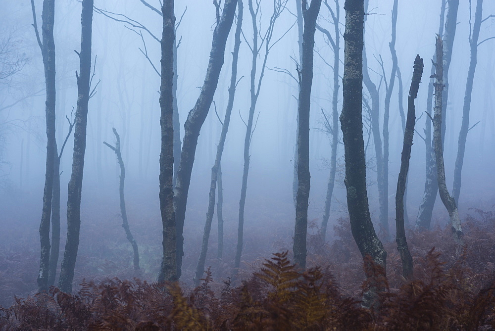 Silver birch (Betula pendula) trees and dawn fog in October, Peak District, Derbyshire, England, United Kingdom, Europe