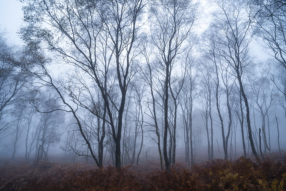 Silver birch (Betula pendula) trees and dawn fog in October, Peak District, Derbyshire, England, United Kingdom, Europe