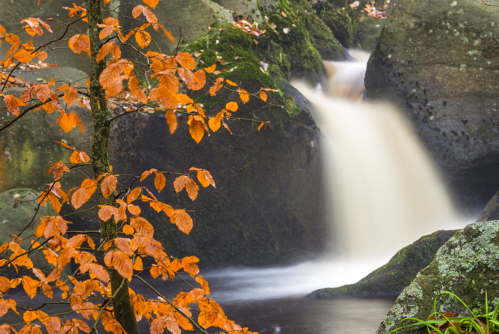 Waterfall and beech tree, autumn colour, Padley Gorge, Peak District National Park, Derbyshire, England, United Kingdom, Europe