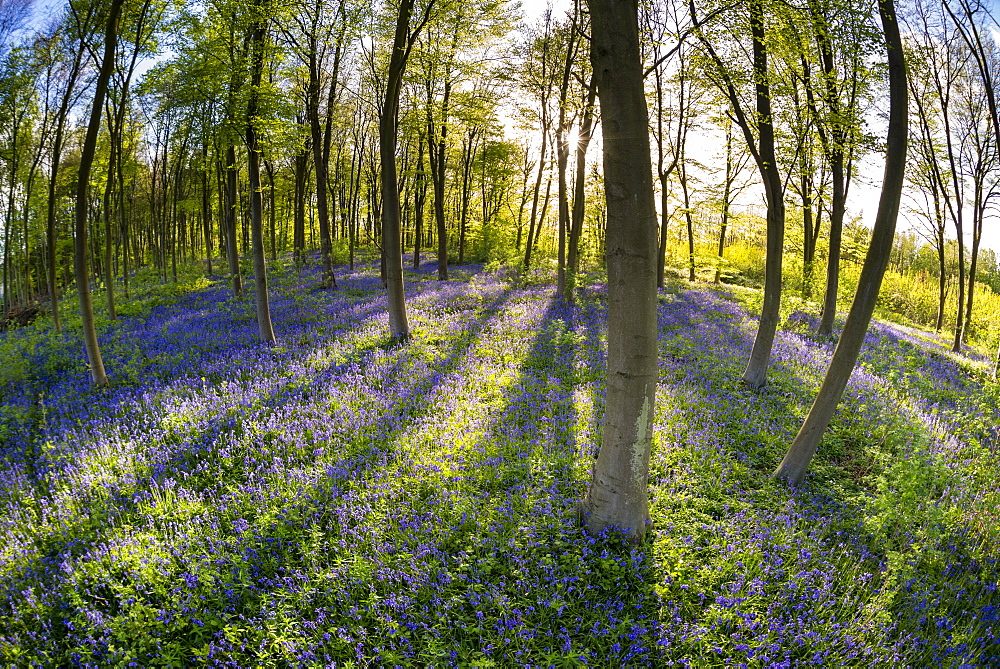 Common bluebell (Hyacinthoides non-scripta) growing in Common Beech woodland habitat, Kent, England, United Kingdom, Europe