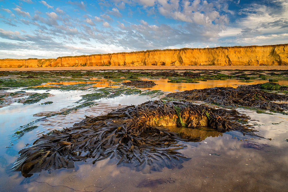 Toothed wrack (Fucus serratus) fronds, exposed on beach at low tide, Reculver, Kent, England, United Kingdom, Europe