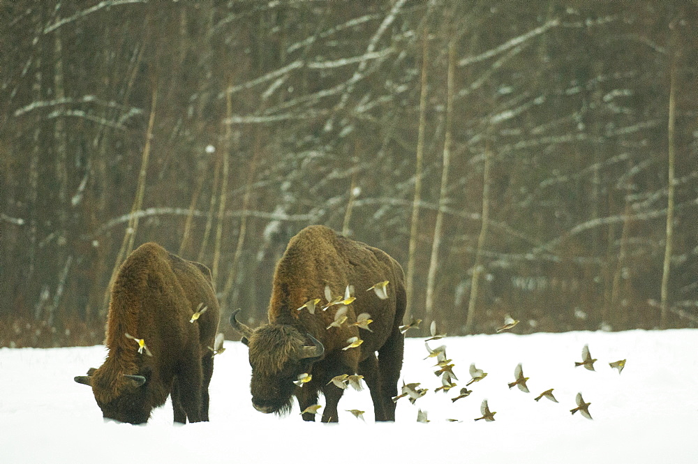 European bison (Bison bonasus) bull, standing in snow covered meadow in February, with yellowhammer (Emberiza citrinella) flock in flight, Bialowieza National Park, Podlaskie Voivodeship, Poland, Europe