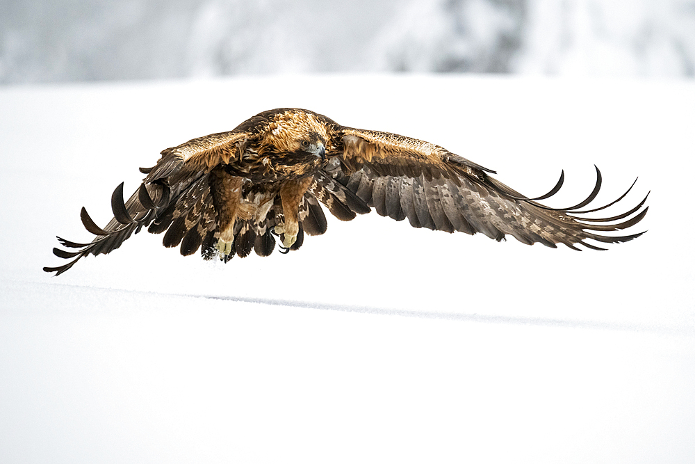 Golden eagle in flight over snow covered field, Finland, Europe