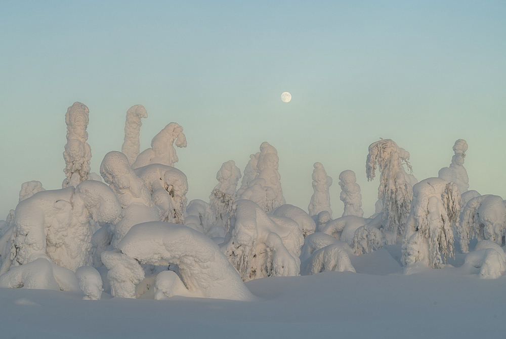 Full moon rising over snow covered winter landscape at twilight, tykky, Kuntivaara Fell, Finland, Europe