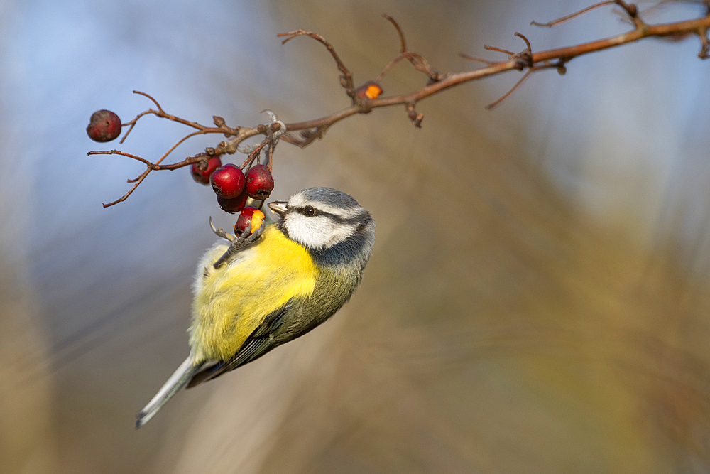 Blue tit (Cyanistes caeruleus) feeding on hawthorn berry, Elmley Nature Reserve, Kent, England, United Kingdom, Europe