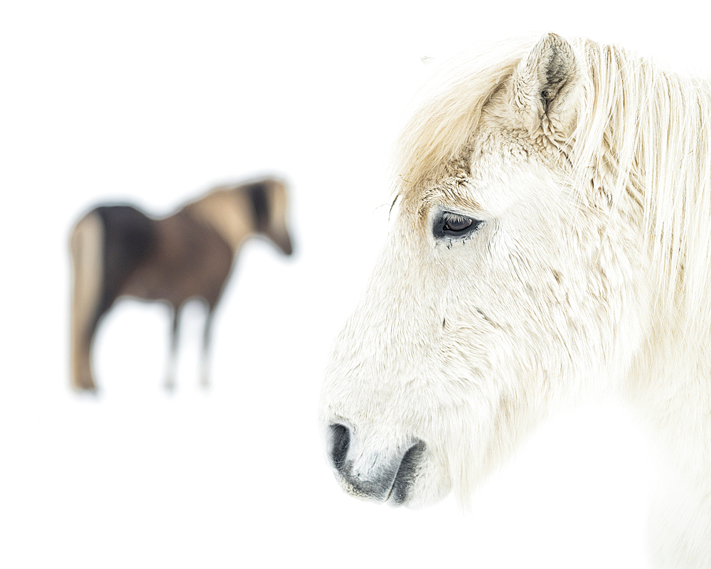 Icelandic horses in snow covered field, Iceland, Polar Regions