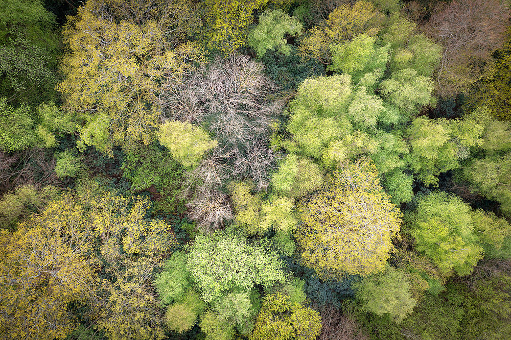 Broadleaves woodland canopy in spring, Edenbridge, Kent, England, United Kingdom, Europe