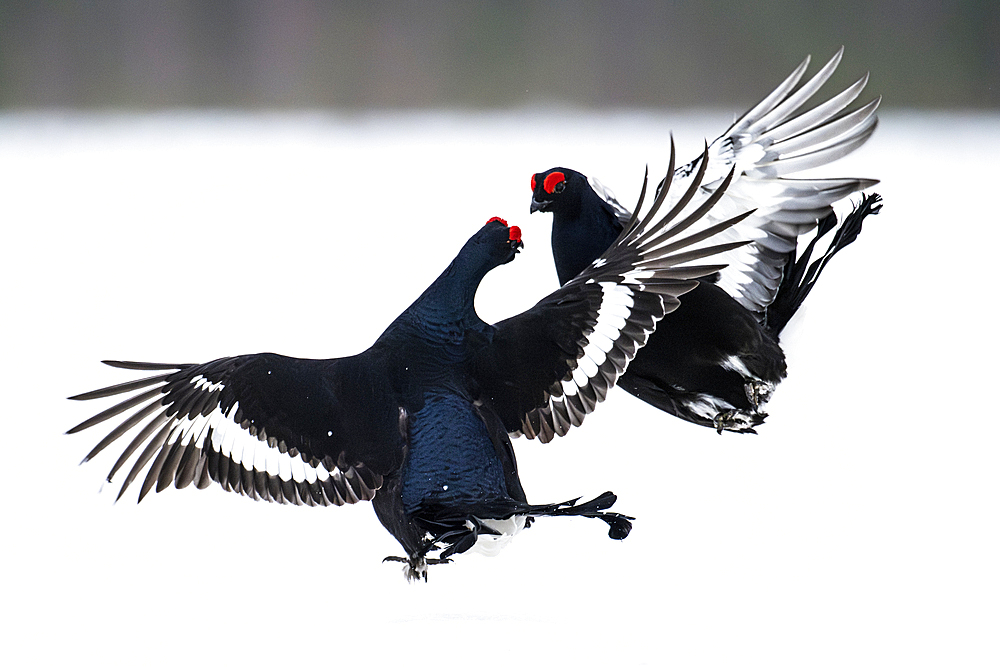 Male black grouse (Lyrurus tetrix) fighting on snow covered field