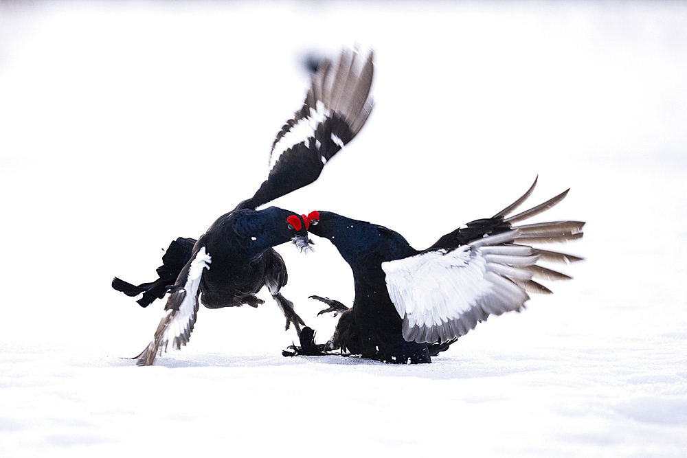 Male black grouse (Lyrurus tetrix) fighting on snow covered field, Finland