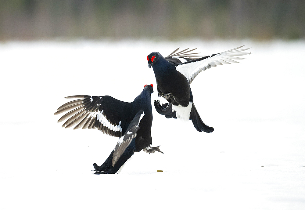 Male black grouse (Lyrurus tetrix) fighting on snow covered field