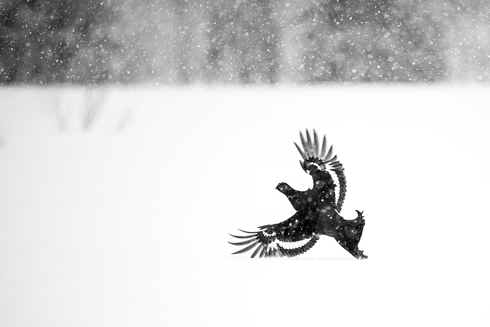 Male black grouse (Lyrurus tetrix) landing on snow covered field