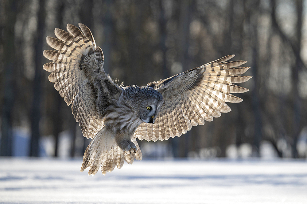 Great-grey owl (Strix nebulosa) in flight, Finland