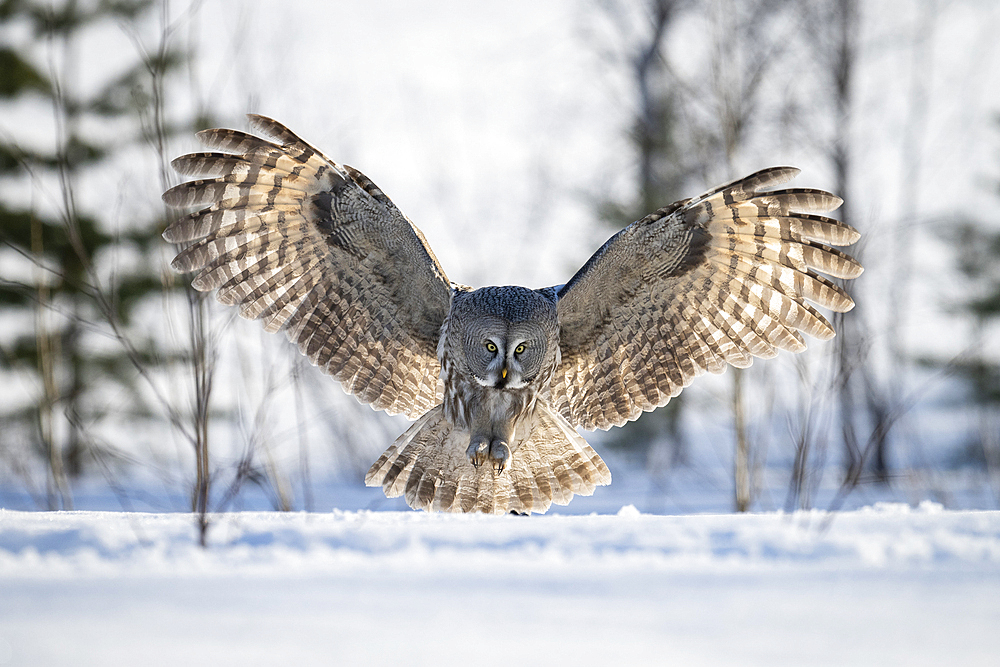 Great-grey owl (Strix nebulosa) in flight, Finland