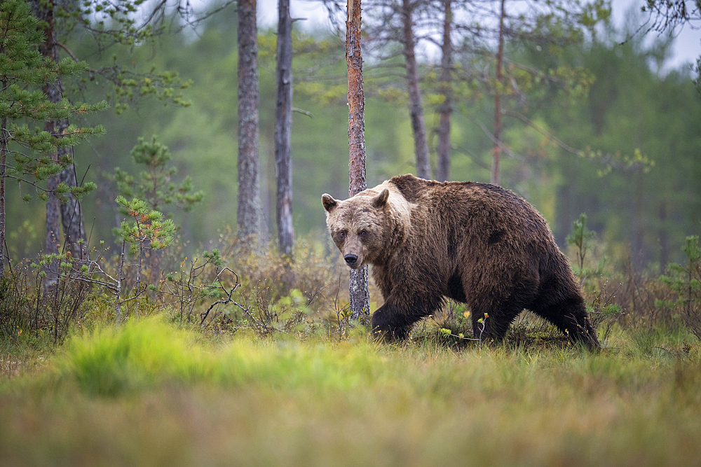 European brown bear (Ursos arctos arctos), Finland