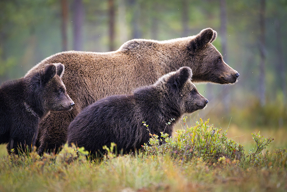 European brown bear, Ursos arctos arctos, and cubs.