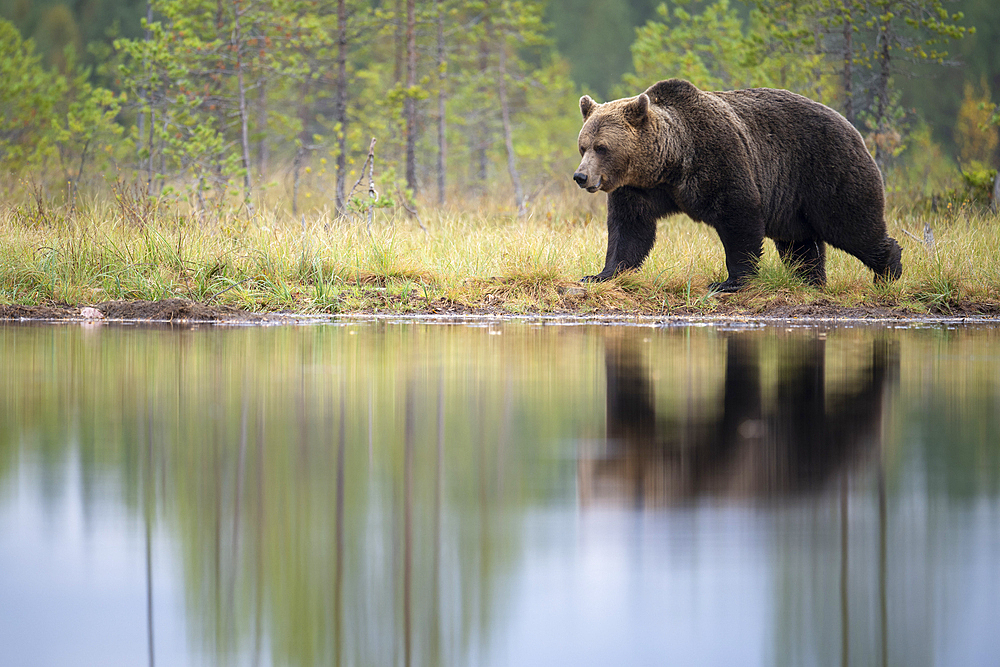 European brown bear (Ursos arctos arctos) walking beside lake, Finland