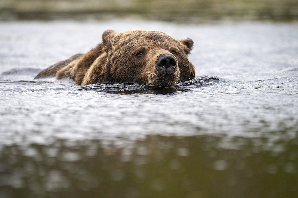 European brown bear (Ursos arctos arctos) swimming, Finland