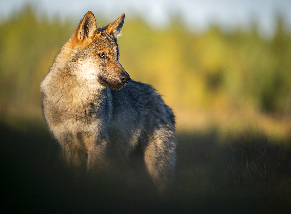 Wild Grey wolf pup, Canis lupus lupus