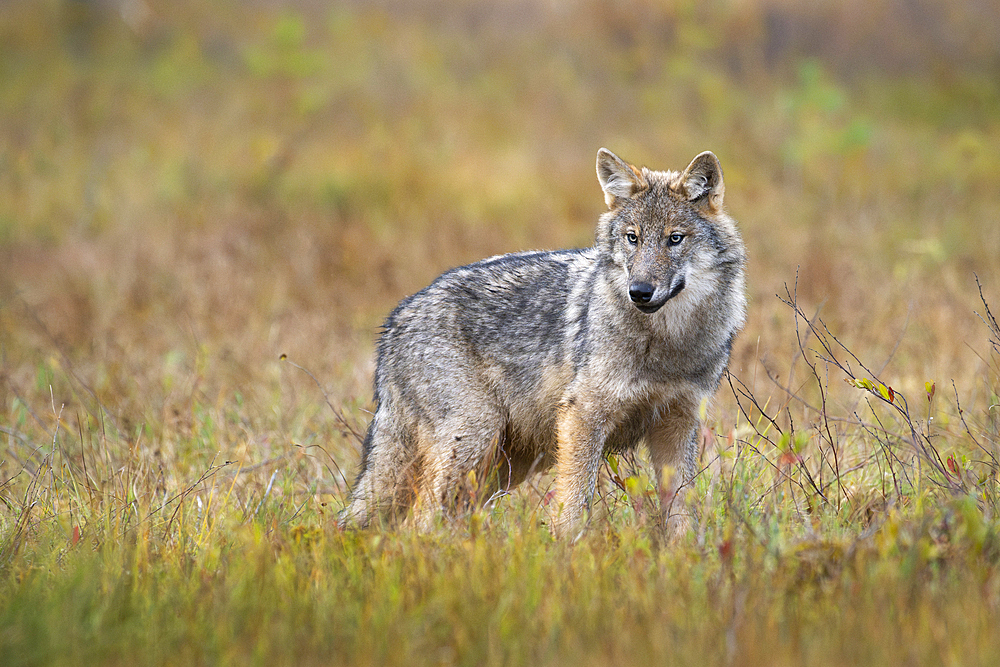 Wild Grey wolf pup, Canis lupus lupus